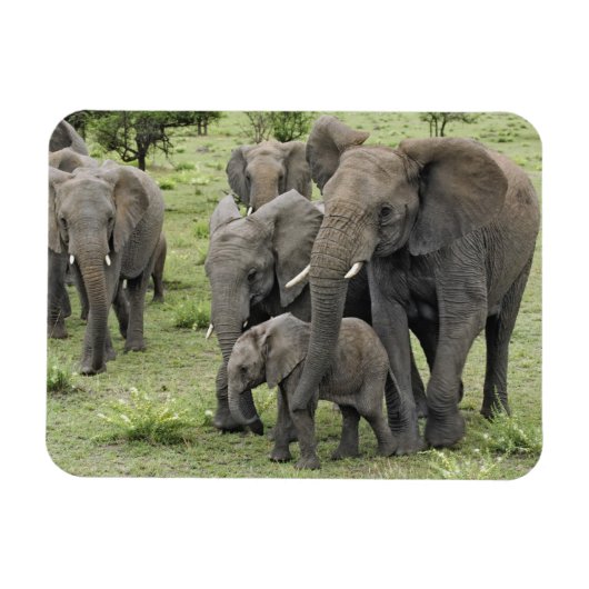 Magnet Flexible Troupeau d'éléphants d'Afrique (Horizontal)