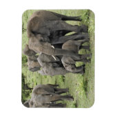Magnet Flexible Troupeau d'éléphants d'Afrique (Vertical)