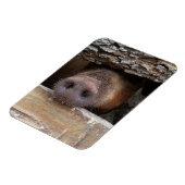 Magnet Flexible Truc de porc Brown à travers la clôture rustique (Côté Gauche)