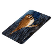 Magnet Flexible Tueur sur les boudflats d'Icy (Côté Gauche)