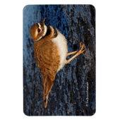 Magnet Flexible Tueur sur les boudflats d'Icy (Vertical)