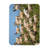 Magnet Flexible Tule Elk| Point Reyes National Seashore, CA (Vertical)