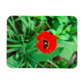 Magnet Flexible Tuliforme rouge (Horizontal)