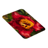 Magnet Flexible Tuliforme rouge (Côté Droit)