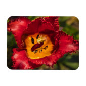 Magnet Flexible Tuliforme rouge (Horizontal)