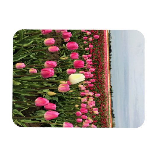 Magnet Flexible Tulip Farm (Horizontal)