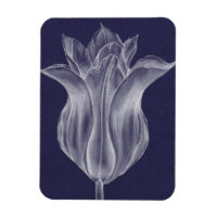 Tulipe monochrome III