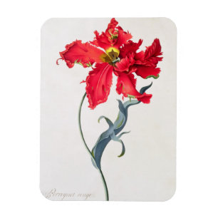 Magnet Flexible Tulipe : Perroquet Rouge