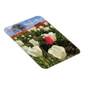 Magnet Flexible Tulipe rose se démarquant, Oregon (Côté Droit)