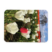 Magnet Flexible Tulipe rose se démarquant, Oregon (Horizontal)