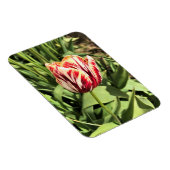 Magnet Flexible Tulipe rouge et blanche (Côté Droit)