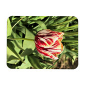 Magnet Flexible Tulipe rouge et blanche (Horizontal)