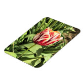 Magnet Flexible Tulipe rouge et blanche (Côté Gauche)