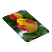 Magnet Flexible tulipe rouge jaune (Côté Droit)