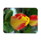 Magnet Flexible tulipe rouge jaune (Horizontal)