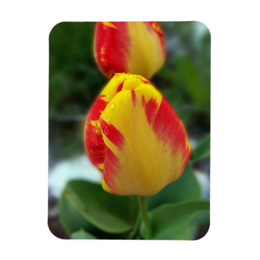 Magnet Flexible tulipe rouge jaune (Vertical)