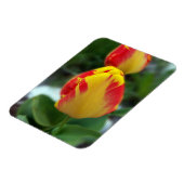 Magnet Flexible tulipe rouge jaune (Côté Gauche)