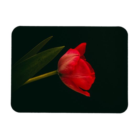 Magnet Flexible Tulipe rouge unique (Horizontal)