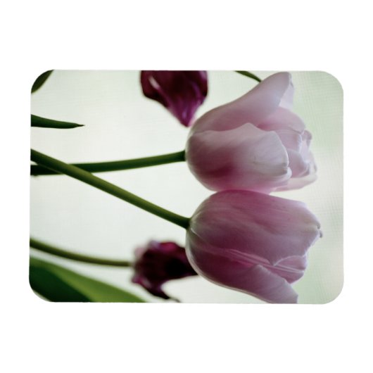 Magnet Flexible Tulipes 3259 (Horizontal)