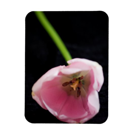 Magnet Flexible Tulipes 3272 (Vertical)
