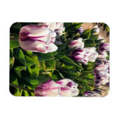 Magnet Flexible Tulipes à rayures blanches et violettes (Horizontal)