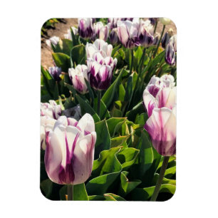 Magnet Flexible Tulipes à rayures blanches et violettes