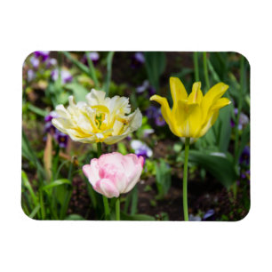 Magnet Flexible Tulipes blanches, roses et jaunes dans le jardin