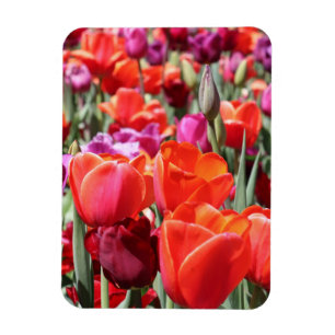 Magnet Flexible Tulipes chaudes tombées