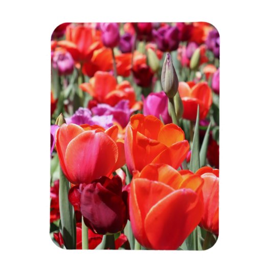 Magnet Flexible Tulipes chaudes tombées (Vertical)