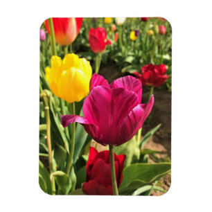 Magnet Flexible Tulipes de printemps, Oregon