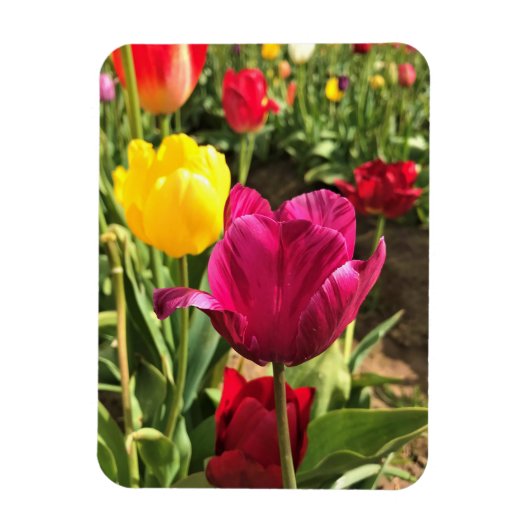 Magnet Flexible Tulipes de printemps, Oregon (Vertical)