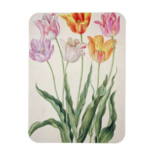 Magnet Flexible Tulipes, du "Florilegium de Nassau" (la semaine