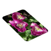 Magnet Flexible Tulipes mignonnes pourpres dans le jardin (Côté Droit)