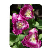 Magnet Flexible Tulipes mignonnes pourpres dans le jardin (Vertical)