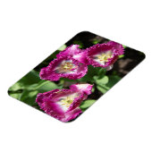 Magnet Flexible Tulipes mignonnes pourpres dans le jardin (Côté Gauche)