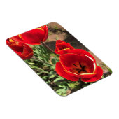 Magnet Flexible Tulipes rouges à l'intérieur (Côté Droit)