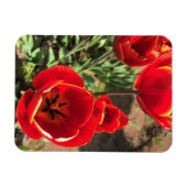 Magnet Flexible Tulipes rouges à l'intérieur (Horizontal)