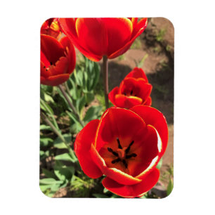 Magnet Flexible Tulipes rouges à l'intérieur