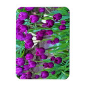 Magnet Flexible Tulipes violettes, Oregon (Vertical)