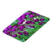 Magnet Flexible Tulipes violettes, Oregon (Côté Gauche)
