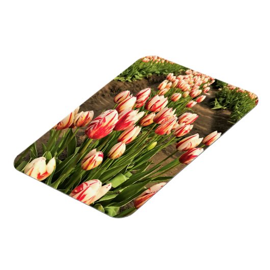 Magnet Flexible Tulips (Côté Gauche)