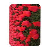 Magnet Flexible Tulips Coral Pink (Vertical)