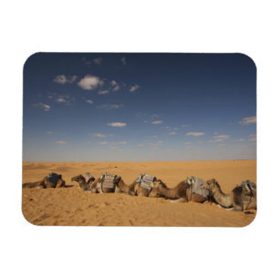 Magnet Flexible Tunisie, région des Ksour, Ksar Ghilane, Grand Erg