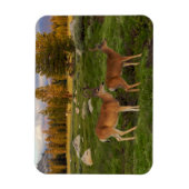 Magnet Flexible Tuolumne Meadow, yosemite (Vertical)