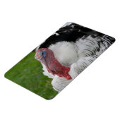 Magnet Flexible Turquie dominée (Côté Gauche)