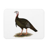 Magnet Flexible Turquie :  Tom sauvage oriental (Horizontal)