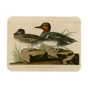 Magnet Flexible Turquoise d'ailée verte américaine d'Audubon