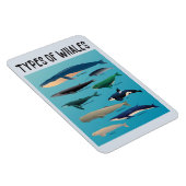 Magnet Flexible Types De Baleines Variété Mammifère Océanique (Côté Droit)