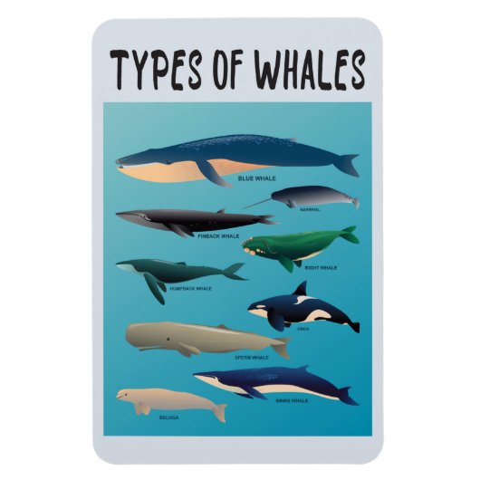 Magnet Flexible Types De Baleines Variété Mammifère Océanique (Vertical)