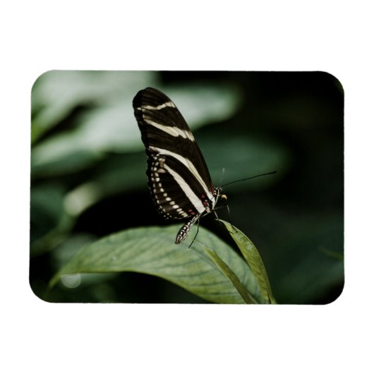 Magnet Flexible Un aimant Premium pour repas équilibré (Horizontal)